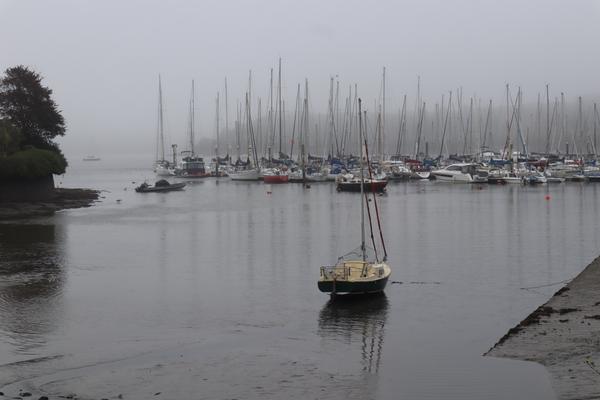 A serene and misty harbor scene unfolds, with numerous sailboats moored in the background, their tall masts disappearing into the fog